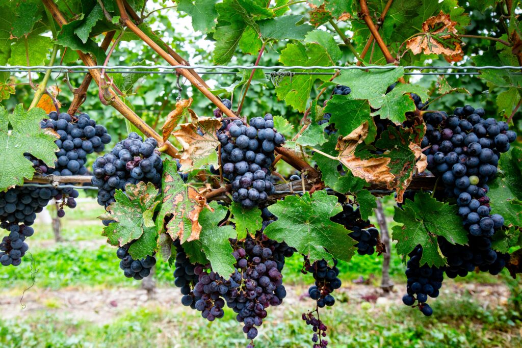 Parreiral na Inniskillin Winery.