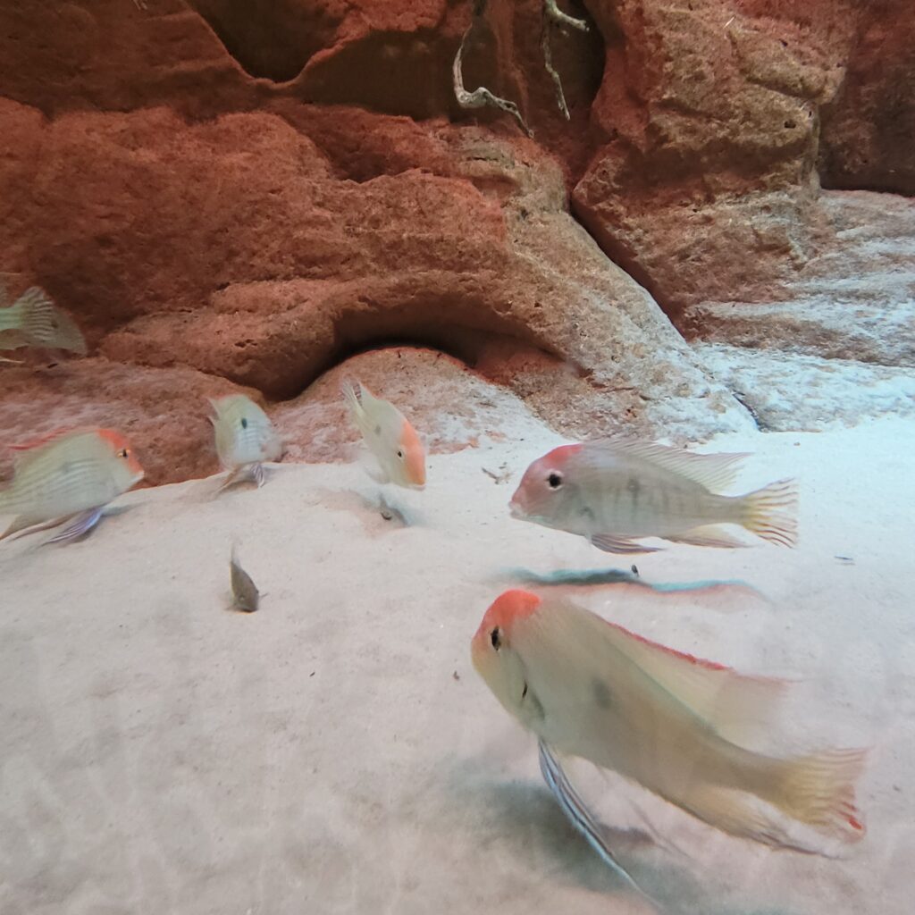 Aquário no Biodome de Montreal.