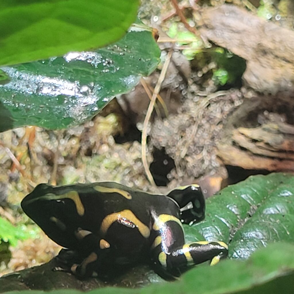 Sapo no Biodome de Montreal.