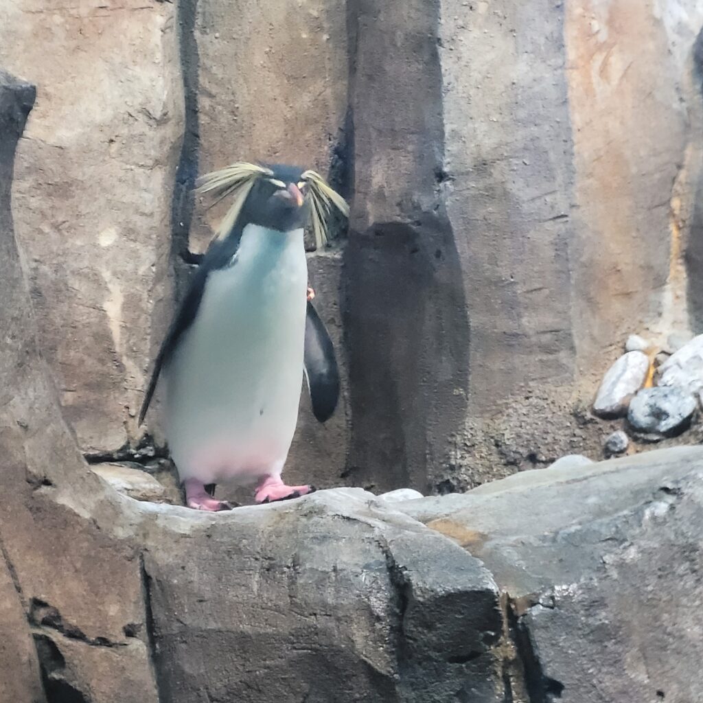 Pinguim no Biodome de Montreal.
